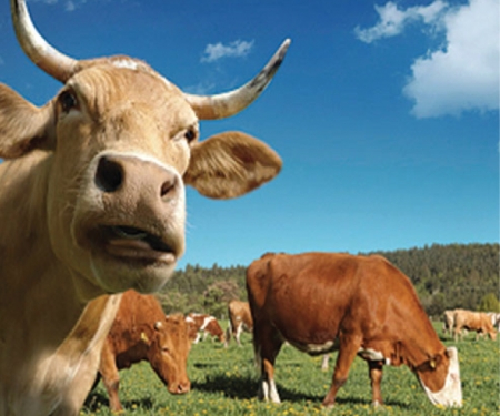 techflex dairyflow tubing cows techflex dairyflow tubing cows